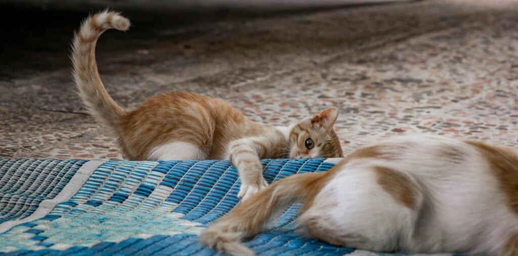 Photo of Tabby Kitten on Floor