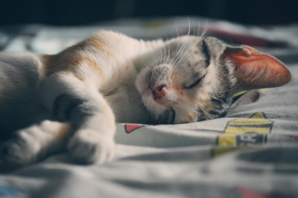 White Orange and Gray Tabby Cat Lying on Gray Textile