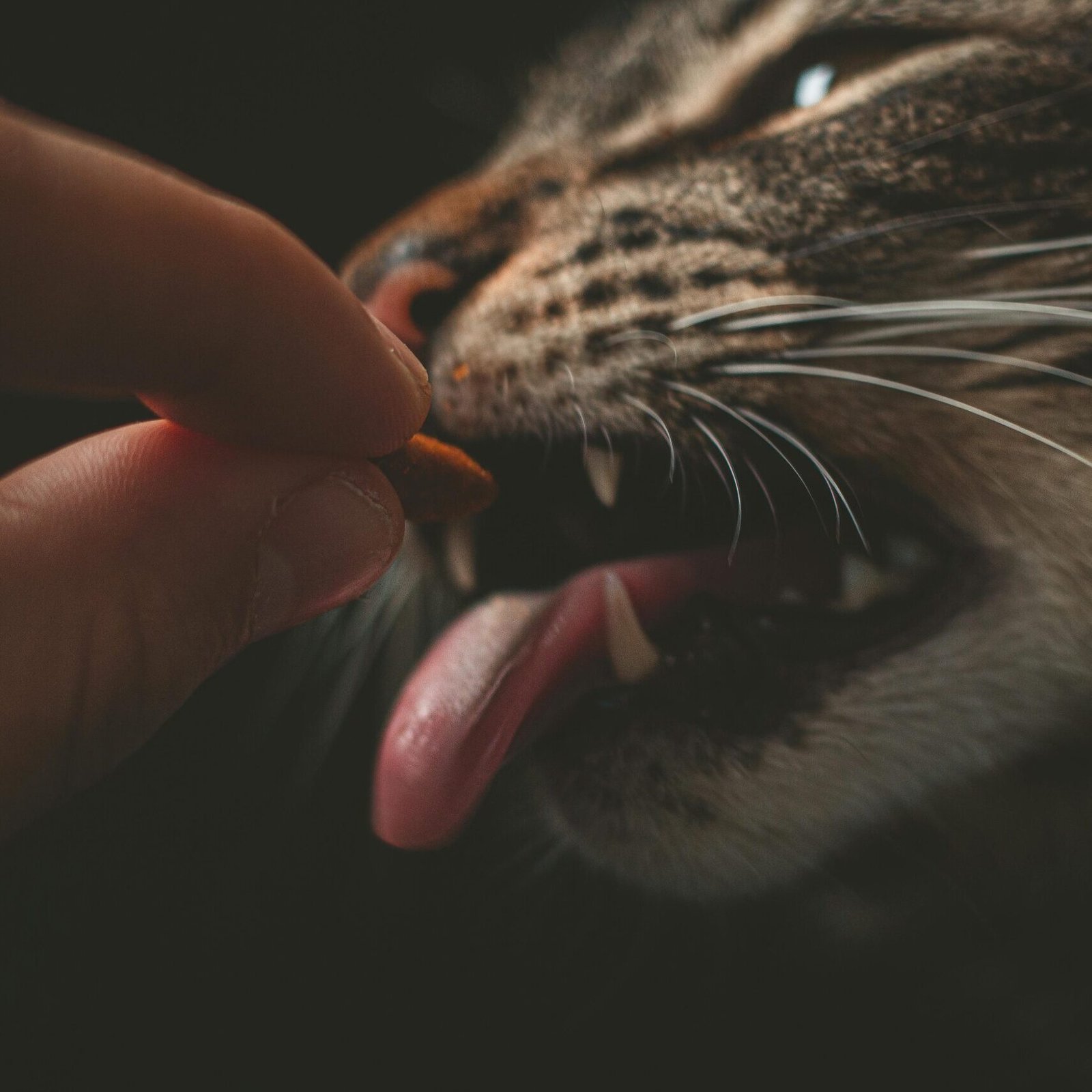 Person Feeding Gray Animal