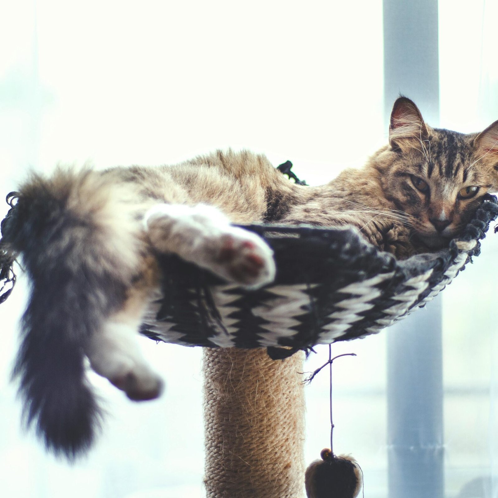 Brown Tabby Cat Lying on a Cat Tree