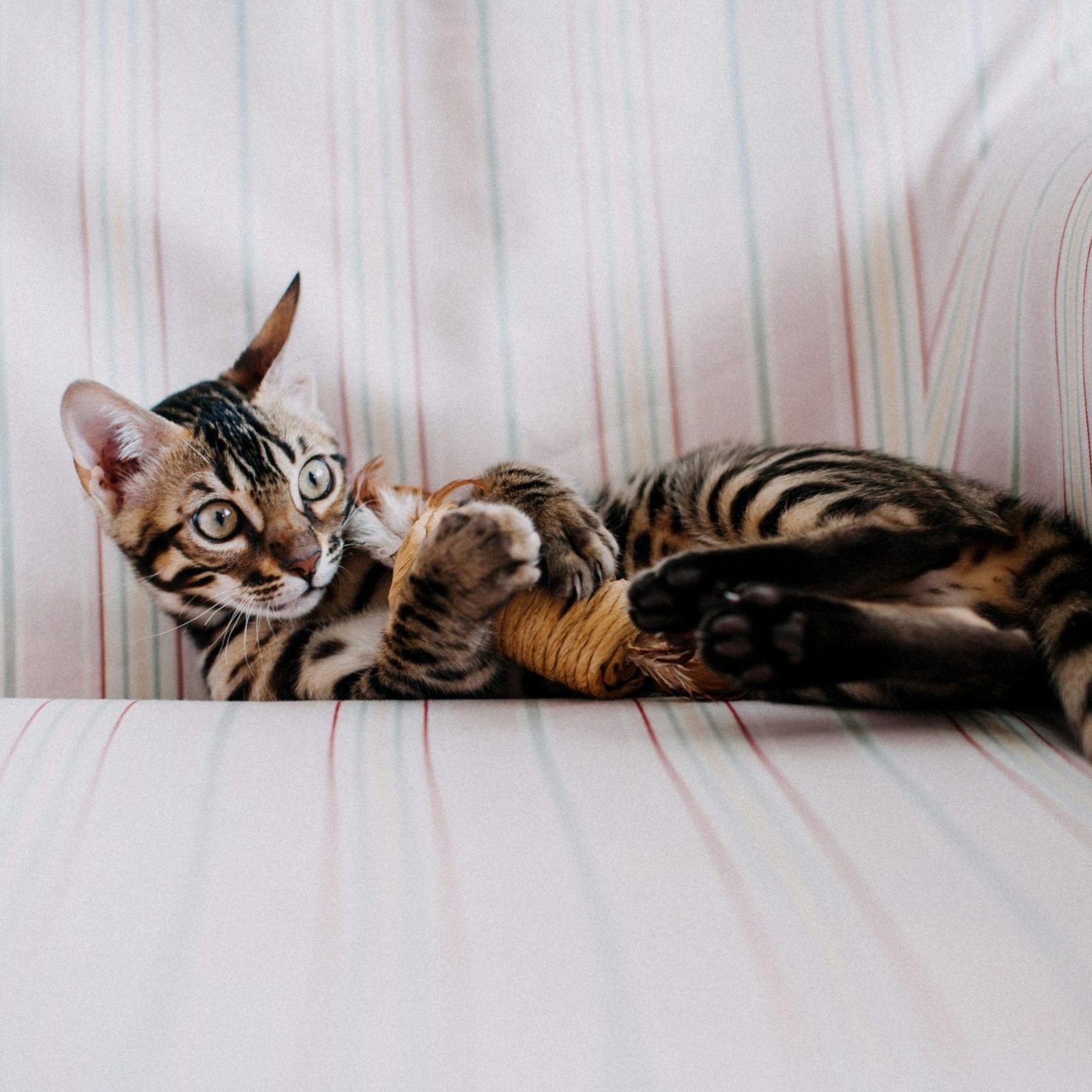 Cat Playing with a Toy in an Armchair